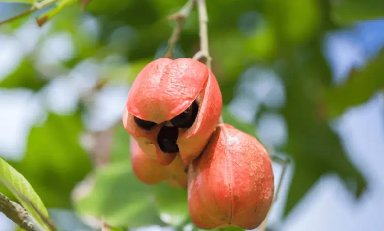 The Ackee Fruit's Positive Health Effects